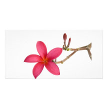 Red Frangipani flower Photo Greeting Card