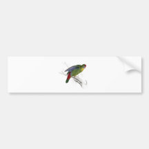 Red-Fronted Parrakeet Bumper Stickers