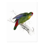 Red-Fronted Parrakeet Post Card