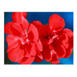 Red garden flowers post card