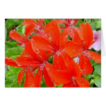 Red Geranium Cards