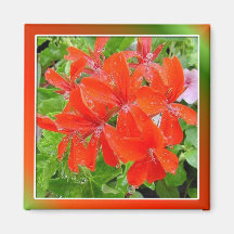 Red Geranium Fridge Magnets