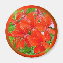 Red Geranium Refrigerator Magnets