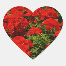 Red Geraniums Stickers
