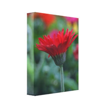 Red gerbera daisy flower photograph on canvas canvas print