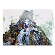 Red gum bark closeup greeting cards