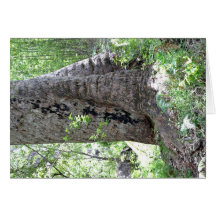 Red gum tree in forest cards