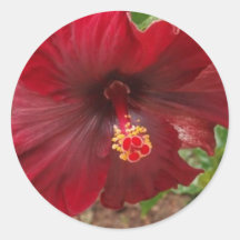 red hawaii hibiscus plant round sticker