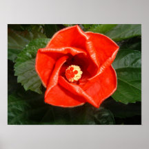 Red Hibiscus Poster
