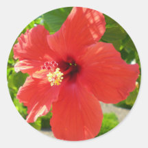 Red Hibiscus Sticker