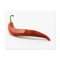 Red Hot Chilli Pepper On White Background Postcards