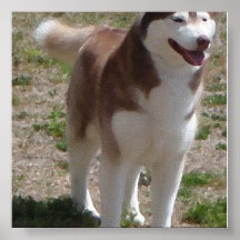 Red husky poster