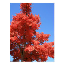 Red II Postcard
