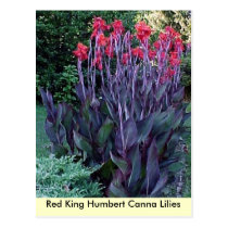 Red King Humbert Canna Lilies postcards