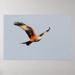 Red Kite Print