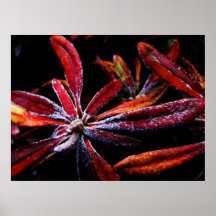 red leaf poster