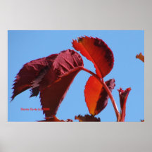 Red Leaves & Blue Sky - California Gardens Poster