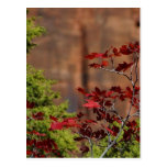 Red Leaves In Zion National Park Postcard