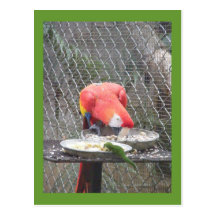Red Macaw with gecko Post Cards