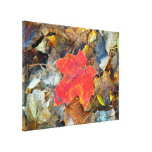 Red Maple Leaf Canvas Prints