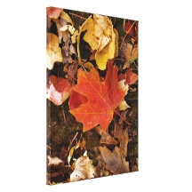 Red Maple Leaf Canvas Prints