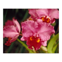 Red Moth Orchid Picture posters