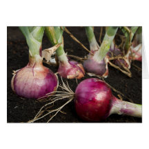 Red Onions Cards