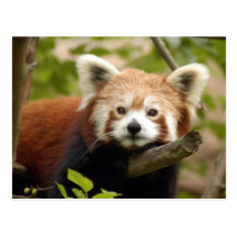 red-panda-007 post card