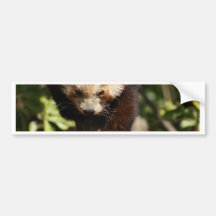 Red Panda Bumper Sticker