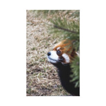 Red Panda Gallery Wrap Canvas