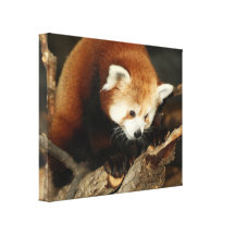 Red Panda Gallery Wrapped Canvas