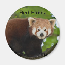 Red Panda Magnet