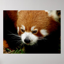 Red Panda Poster