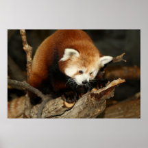 Red Panda Print