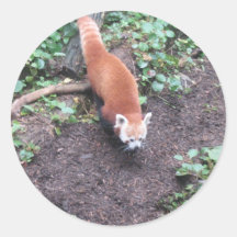 Red Panda Stickers