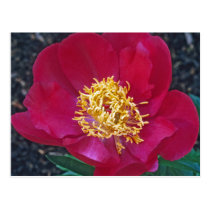 Red Peony postcards