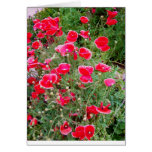 Red Pink Poppies Greeting Cards