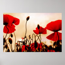 Red Poppies at Dusk Poster Print