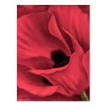 Red Poppies Flower Art Painting - Multi Postcard