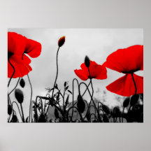 Red Poppies in the Field Poster Print