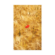 Red Poppy Canvas Prints