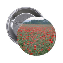 Red Poppy field, Kent, England flowers Pins