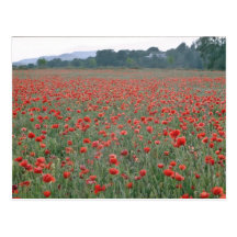 Red Poppy field, Kent, England flowers Post Card