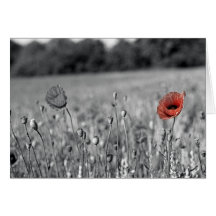 red poppy in a black and white field card