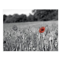 red poppy in a black and white field post card