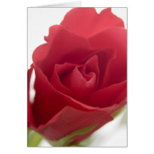 Red, red rose ... card