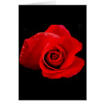 Red Red Rose cards
