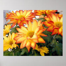 Red Rimmed Gold Mums Posters