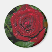 Red Rose #2 Fridge Magnets