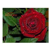 Red Rose #2 Post Cards